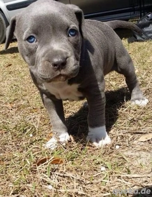 Wunderschöne American Pitbull Terrier Welpen