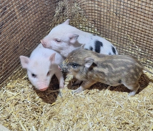 Sehr klein bleibende Miinischweinchen, Microschweinchen, Teacuppigs