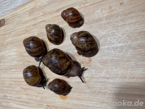 Archachatina marginata ovum achatschnecke riesenschnecke