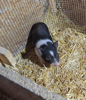 Sehr klein bleibende Miinischweinchen, Microschweinchen, Teacuppigs Bild 2
