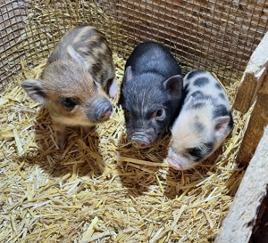 Sehr klein bleibende Miinischweinchen, Microschweinchen, Teacuppigs Bild 6