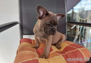 Französische Bulldogge 