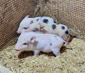 Sehr klein bleibende Miinischweinchen, Microschweinchen, Teacuppigs Bild 4