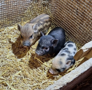 Sehr klein bleibende Miinischweinchen, Microschweinchen, Teacuppigs Bild 5