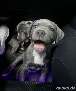 American pitbull Terrier Welpen 