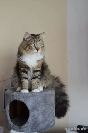 Deckkater Sibirische Waldkatze