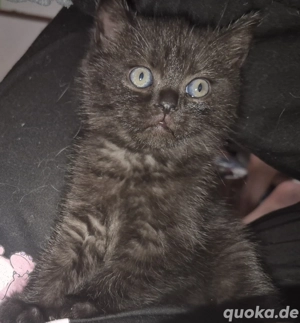 2 sehr schöne BKH Kitten 