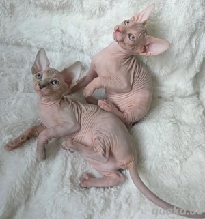 Sphynx-Kätzchen (Kater und Katze)