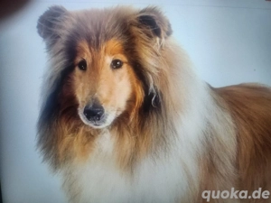 Suche Collie, gerne englische Linie. Gerne auch älter.
