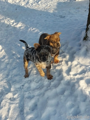 Schöne Jack Russel  Mops  Mix
