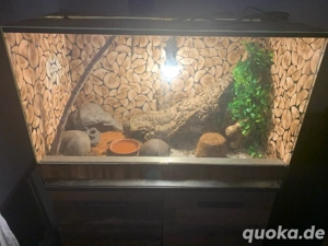 glasterrarium mit Inhalt 