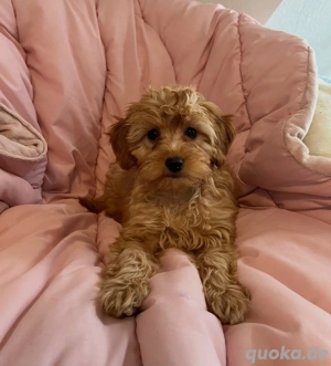 Wunderschöne Maltipoo Hündin zu verkaufen in Apricot 16 Wochen alt 