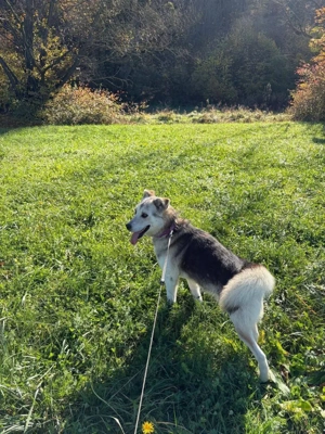 Husky Schäferhund Rüde 5j 55cm 22kg bundesweite Ausreise nach Adoption  Bild 4