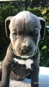 Max und Lora suchen ein neues Zuhause.