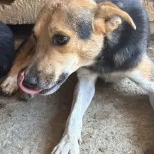 Jano ca. 40 cm   einer von zu vielen