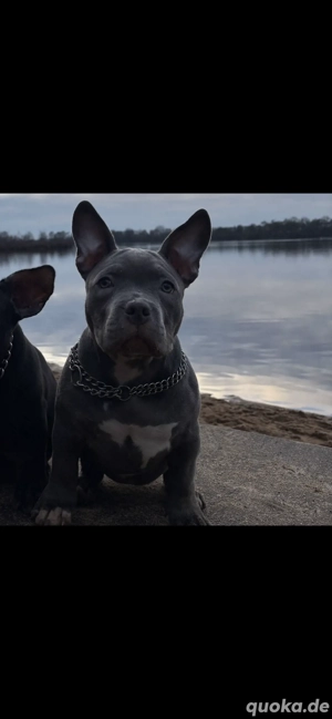 Amerikan Bully Welpe abzugeben