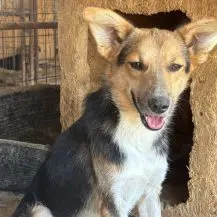 Calippo ca. 40 cm   mit dunklen Knopfaugen