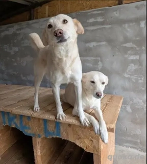Helga und Clara   zwei Hunde, ein Herz, ein gemeinsamer Lebensweg.     