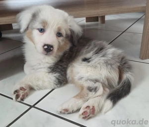Australian Shepherd Welpe