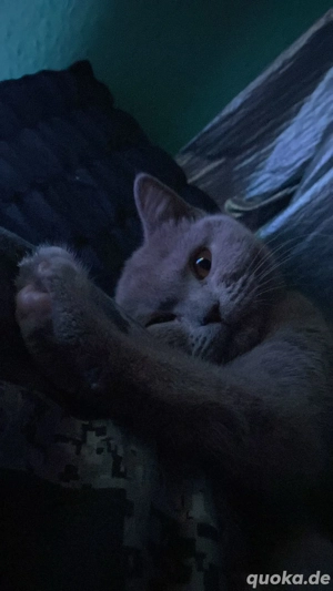 BKH Kater sucht Zuhause 