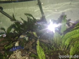 Bundbarsch 4 bis 12 cm Groß 