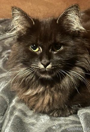 Maine Coon Mädel mit Stammbaum