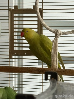 3 halsbandsittiche + großer Käfig