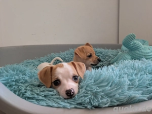 Chihuahua Mix Welpen 