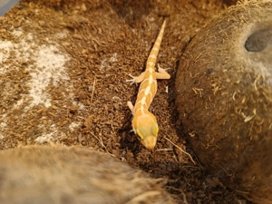 Madagaskar-Großkopfgecko (Paroedura picta) abzugeben