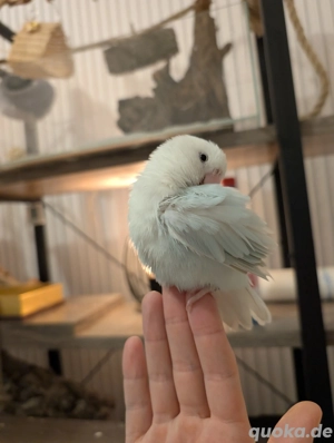Rosenköpfchen Agaporniden | Liebespapagei | Weiß - Türkis