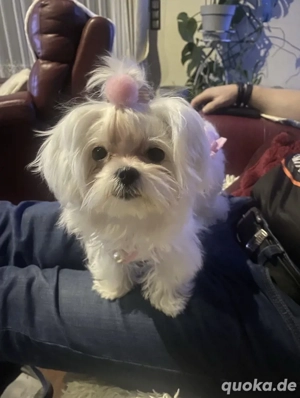 Liebevolle Malteser Hündin sucht ein liebevolles neues Zuhause