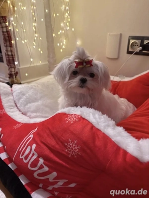 Liebevolle Malteser Hündin sucht ein liebevolles neues Zuhause