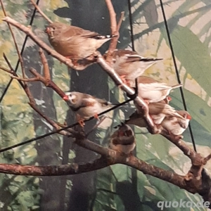 Biete junge gescheckte Zebrafinken an