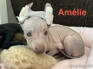 Peruanischer Nackthund Klein