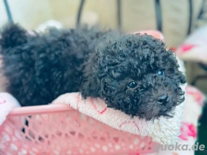 Schwarze Pudelwelpen
