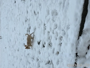 unser balou sucht ein schönes zuhause 