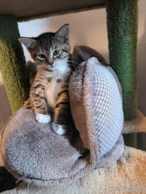  Zwei kleine Katzenchaoten suchen neues Personal 