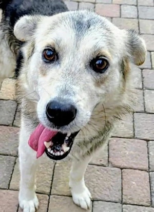 Husky Schäferhund Rüde 5j 55cm 25kg bundesweite Ausreise nach Adoption 