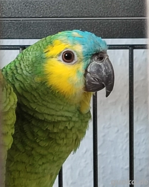 Blaustirngelbflügel Amazone