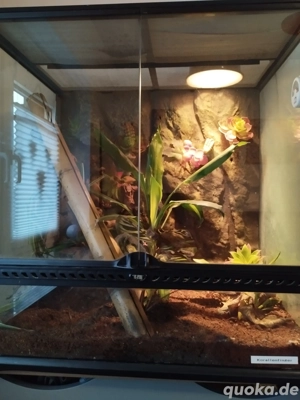 Kronengecko 1.0 Männchen inkl. Terrarium etc Correlophus ciliatus Exo Terra 