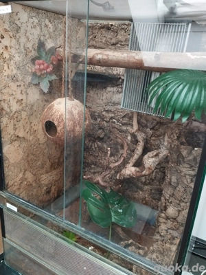 Kronengecko Männchen 1.0 Adult inkl. Terrarium etc Correlophus ciliatus