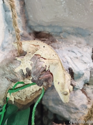 Kronengecko Gruppe 1.2 Adult Correlophus ciliatus 