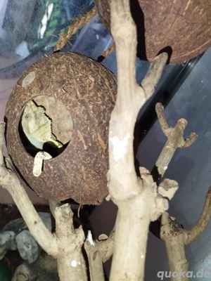 Kronengecko Paar 1.1 Adult inkl. Terrarium etc Correlophus ciliatus