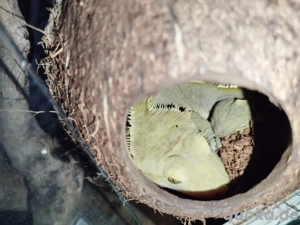 Kronengecko Männchen 1.0 Adult Correlophus ciliatus