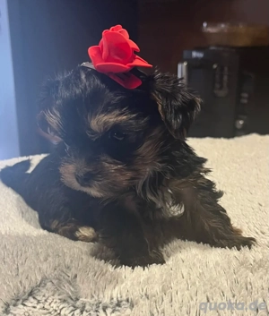    Wurf-Bekanntmachung: Süße Biewer Yorkshire Terrier Welpen sind da!