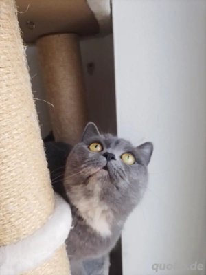 Britisch kurzhaar Mix