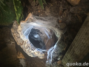 Lasiodora Parahybana 