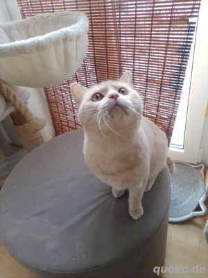 Britisch kurzhaar Mix