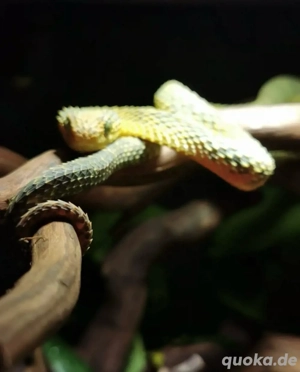 1.0 atheris squamigera cb2022