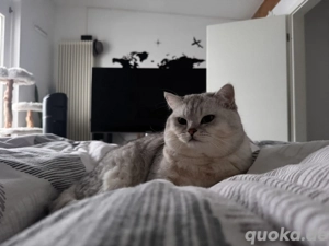 Britisch-Kurzhaar Deckkater   Silver Shaded 